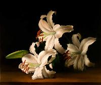 Lilium